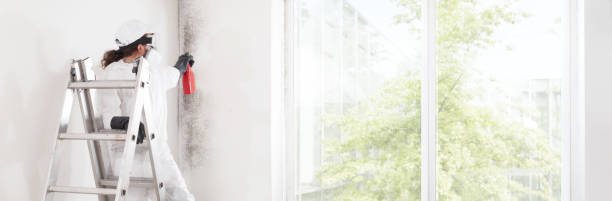 Best Attic Mold Removal  in Beckley, WV
